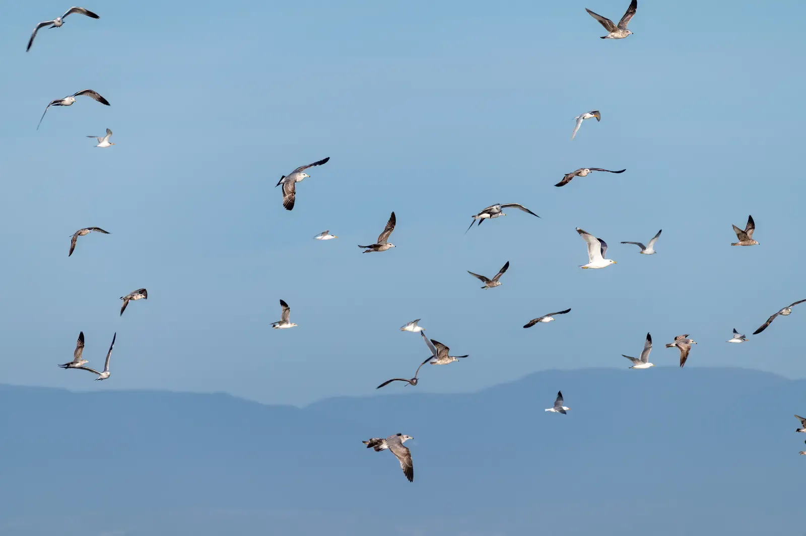 A flock of birds flying across a pale blue sky with distant mountains below