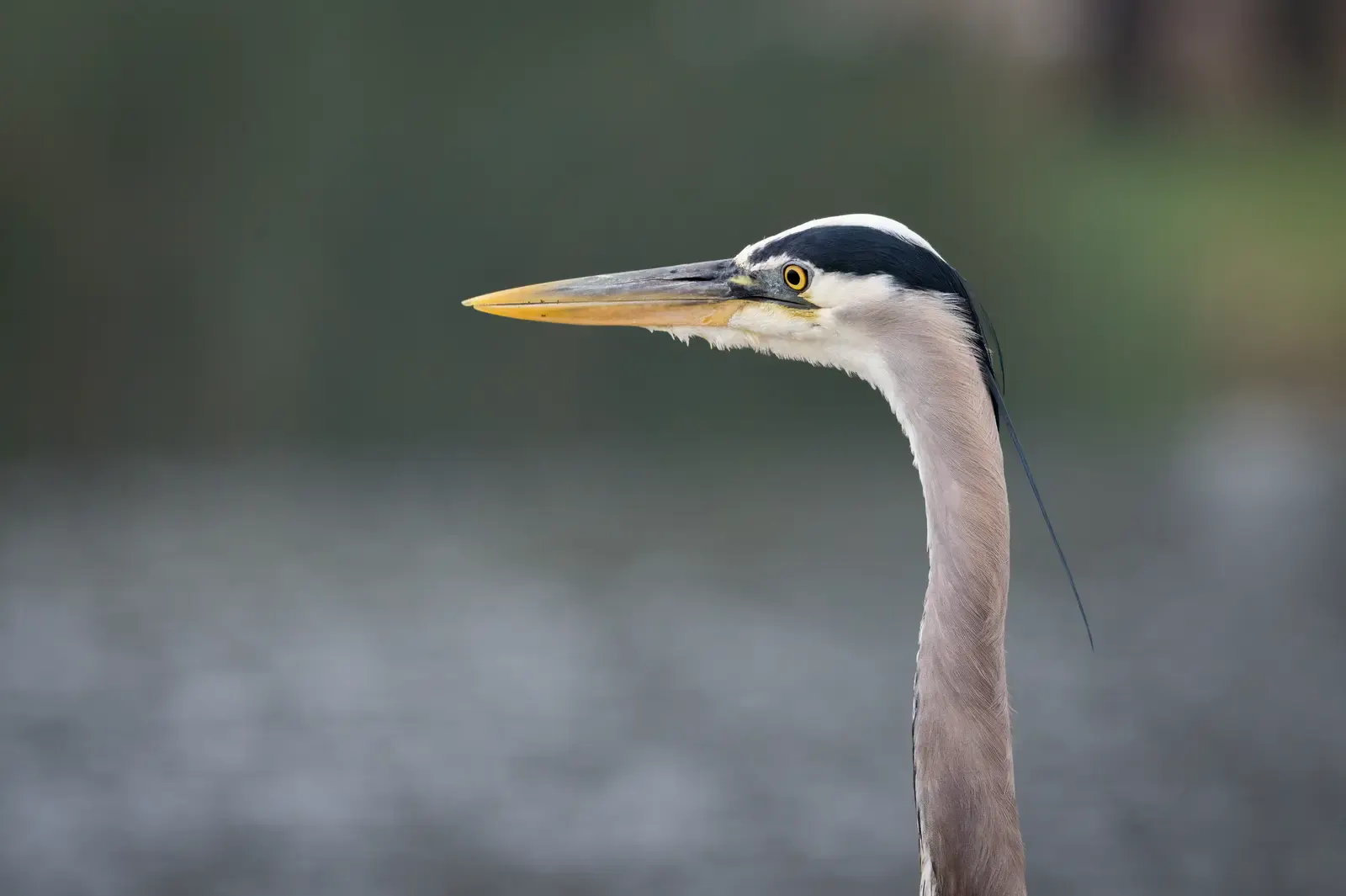 Close portrait of a long-billed gray and white heron against a soft background