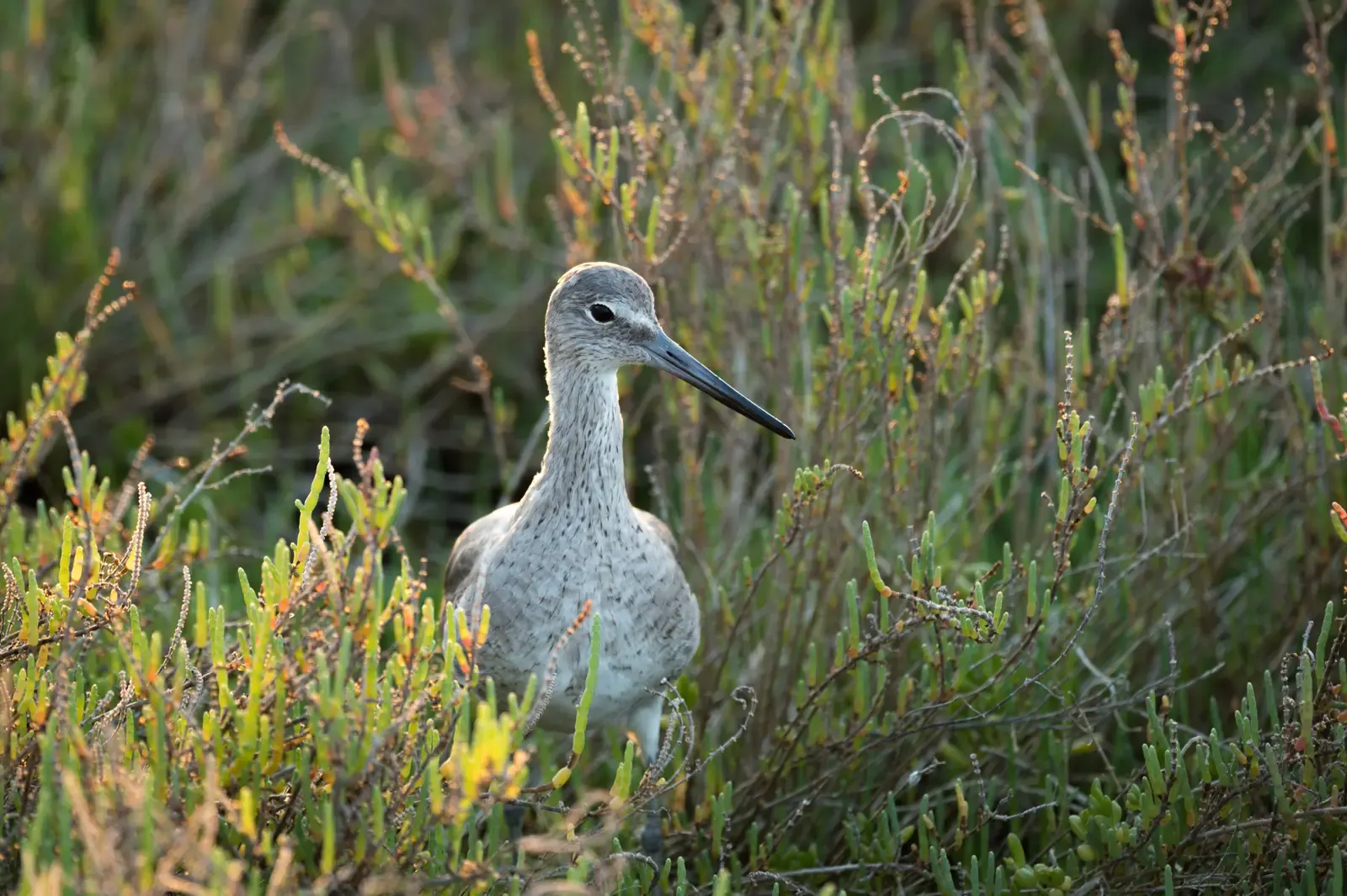 A gray shorebird standing among dense green and rust-colored marsh plants