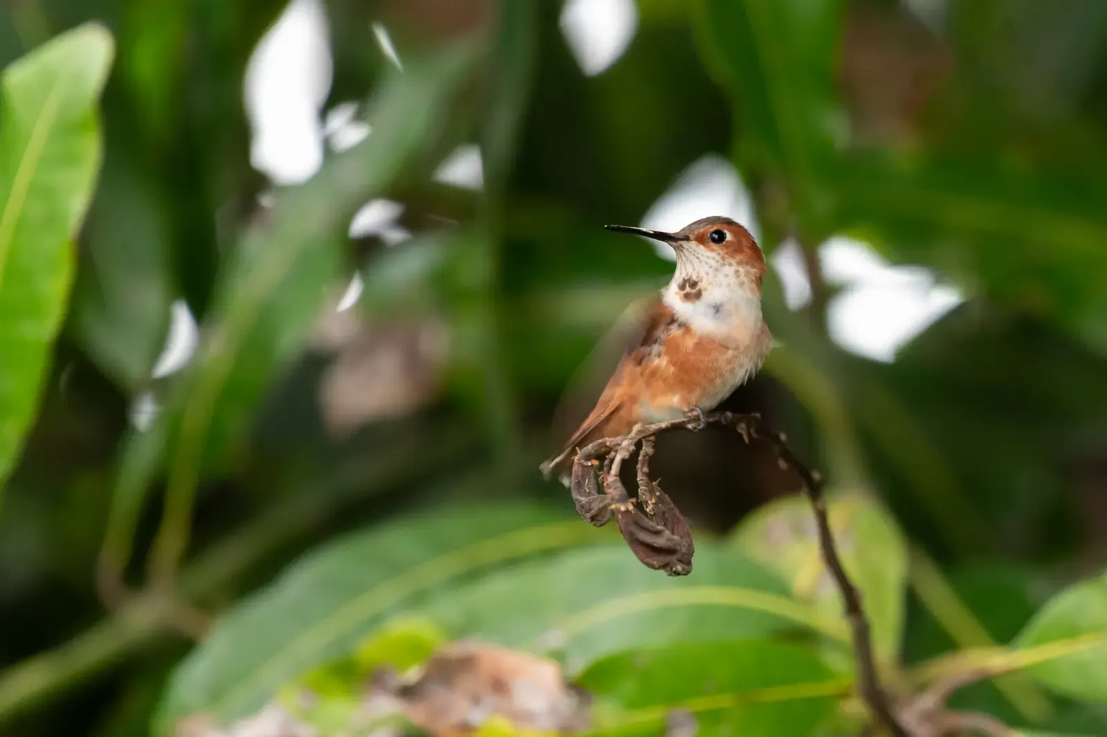 A small brown bird perched among broad green leaves