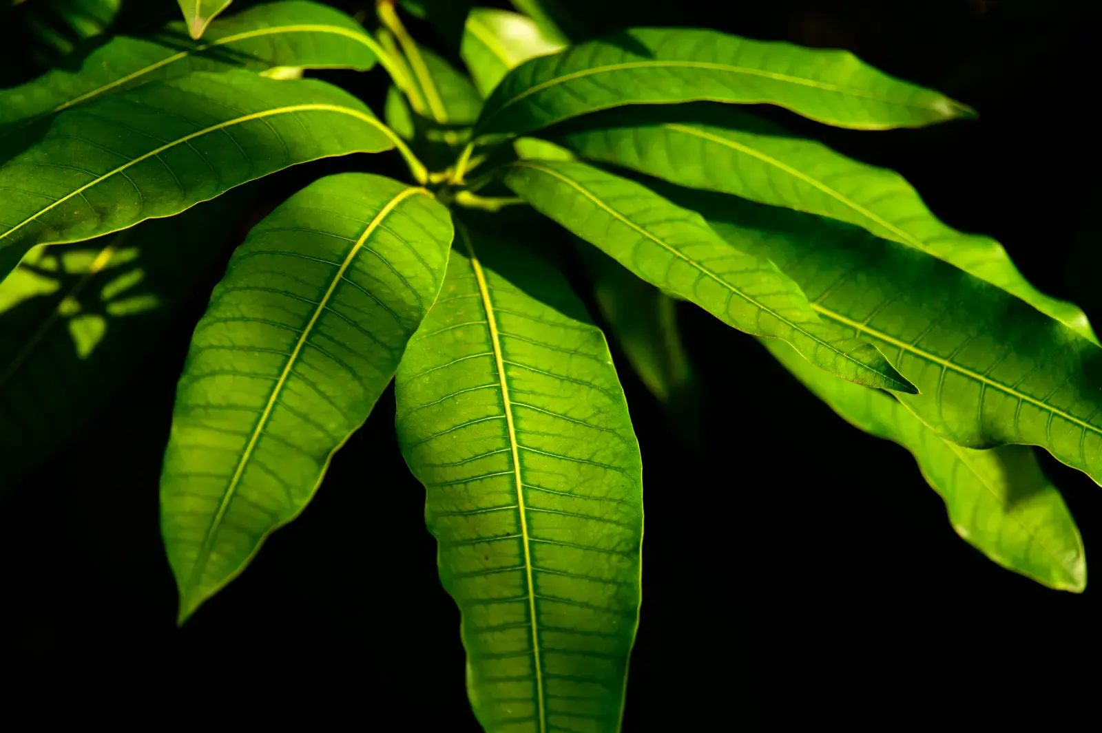 Bright green leaves lit dramatically against a black background