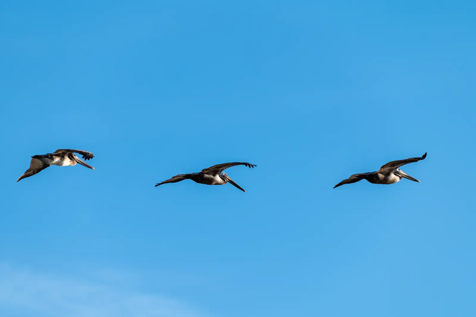 Three dark birds flying in a line across a clear blue sky
