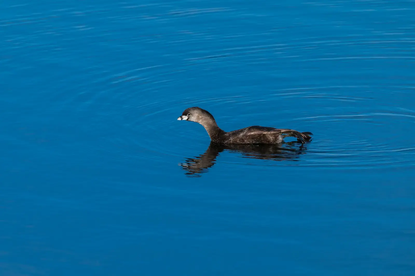 A single dark waterbird swimming across deep blue water