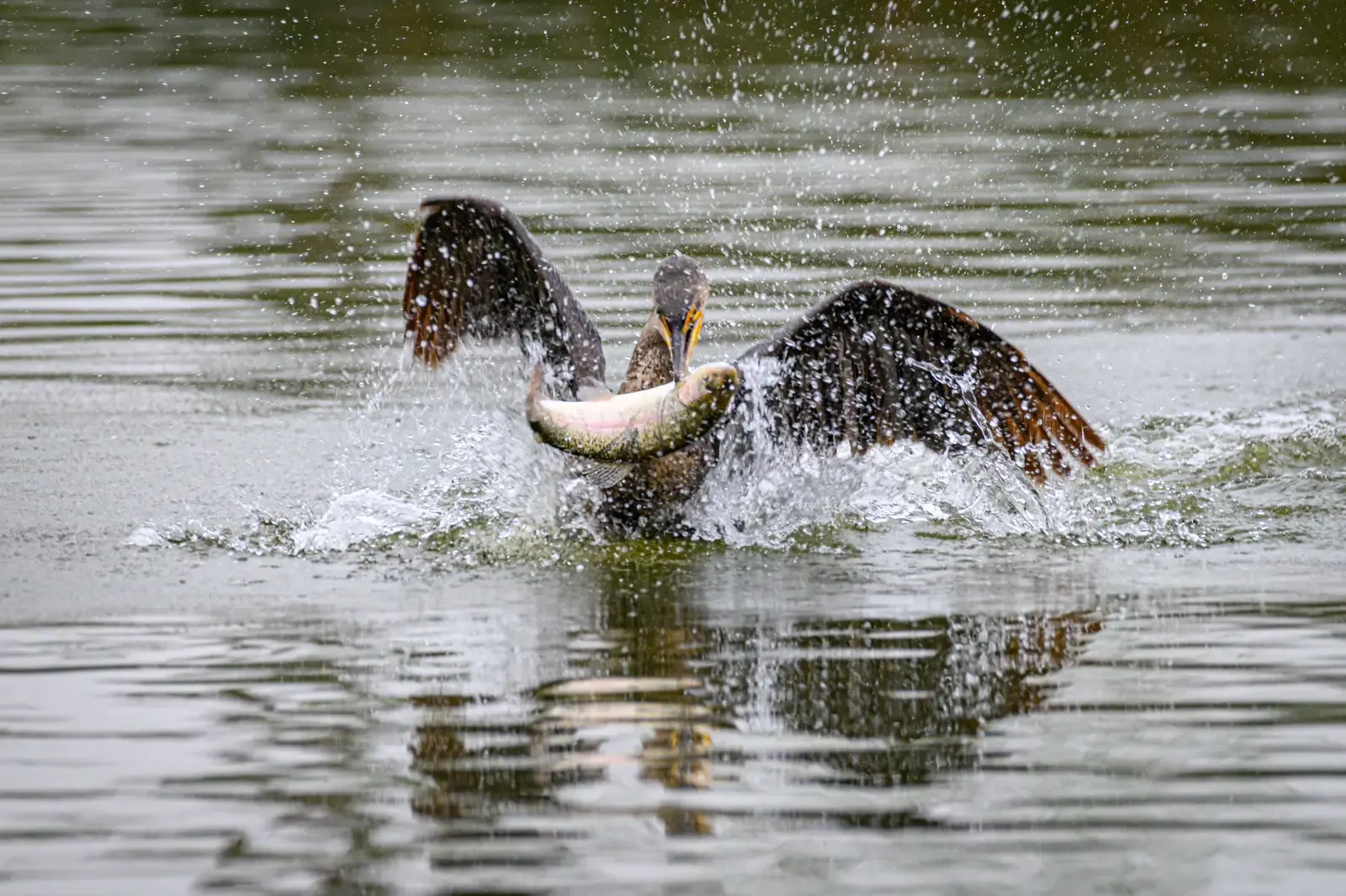 A dark waterbird spreading its wings and splashing across the lake surface