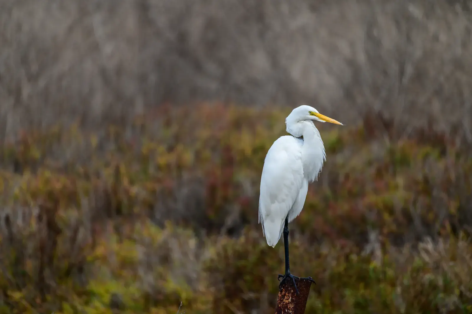 A white wading bird perched above muted wetland vegetation